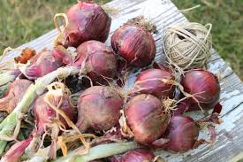 How To Grow Your Best Onion Crop Ever