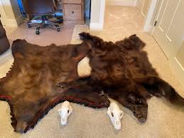 bear rugs and hides hunt talk