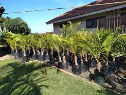 Some acacias black monkey thorn with fat trunks, a pomegranate, 3 lovely stinkwoods probably 18 years old, a fig in a rock, 3 schotia afra one with a massive trunk. Bonsai Trees For Sale In Isipingo Beach Kwazulu Natal Facebook Marketplace Facebook