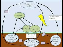 Easy Diagram Of The Nitrogen Cycle Reading Industrial