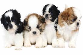 When enrolling in a puppy class, be sure that. Shih Tzu Puppy How To Be Prepared For Your New Puppy