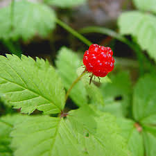 Rubus pubescens (dwarf raspberry): Go Botany