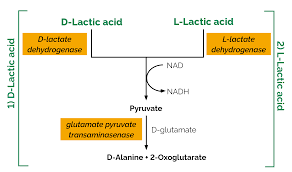 D L Lactic Acid Assay Kit Buy For Measurement And Analysis