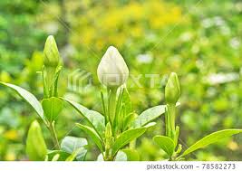 Buds Of White Gardenia Stock Photo