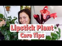lipstick aeschynanthus houseplant care