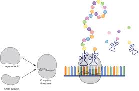 ribosomes transcription translation