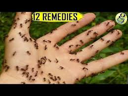 natural ant remes how to get rid of