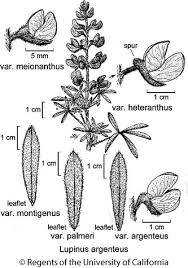 Jepson Flora Project: Jepson eFlora: Lupinus ... - Jepson Herbarium