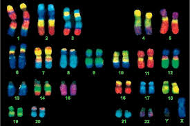 chromosome variants are not their