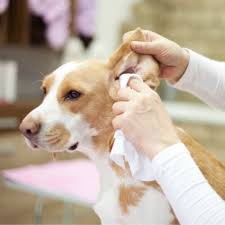 home remes for dogs with itchy ears
