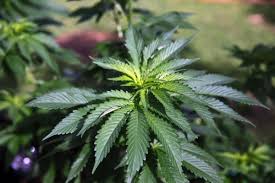 You'll will also have to pay $75.00 to the florida department of health for the medical card itself. Medical Marijuana In Florida And Your Health What You Need To Know South Florida Sun Sentinel South Florida Sun Sentinel