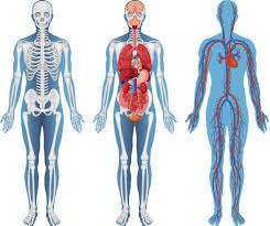 anatomical structure human bos