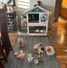 Indoor Rabbit Cage Setup For Happy