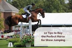 what-to-look-for-when-buying-a-jumping-horse