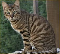 Different Cat Breeds With Pictures