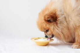 can my dog eat yogurt the upper