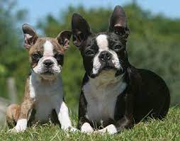 boston terriers what s good about em