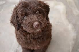 Labradoodle in dogs & puppies for sale. Chocolate Labradoodle Puppies