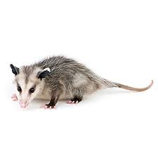 get rid of opossums opossum removal