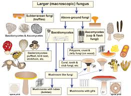 Mycorrhizal Associations Ectomycorrhizal Fungi