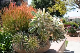 Debra Lee Baldwin Succulents