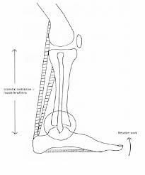 eccentric muscle contraction