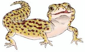 free vectors leopard gecko yellow