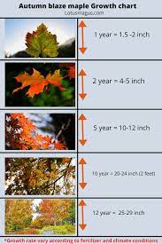 autumn blaze maple growth chart how