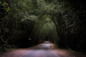 best nature background road under trees