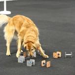 AKC Obedience Trial  — Winston-Salem Dog Training Club