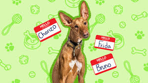 110 spanish dog names that are muy