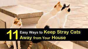 keep stray cats away from the house