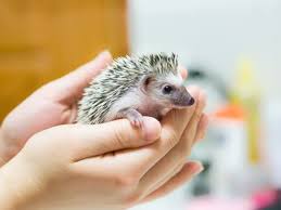 No, our hedgehogs in the uk certainly do not make good pets. Keeping And Caring For African Pygmy Hedgehogs As Pets