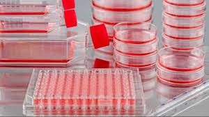 10 consejos para el desarrollo exitoso de ensayos de cultivo celular | Redes de tecnología