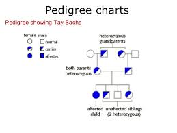 03 Pedigree Charts