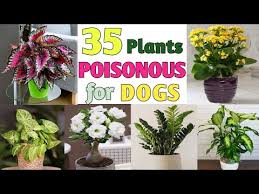 35 Poisonous Houseplants For Dogs
