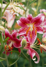 Best Fragrant Flowers For Your Garden