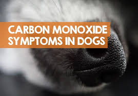 With pets, it's unclear if they experience headaches as one of the early signs of carbon monoxide poisoning. Signs Of Carbon Monoxide Poisoning In Dogs 8 Symptoms