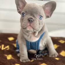 French bulldog in dogs & puppies for rehoming in canada. Soho Lilac French Bulldog Puppy For Sale With Blue Eyes Tiny Paws