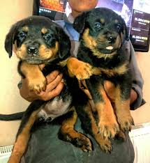 Interesting facts on rottweiler puppies. Rottweiler Puppies For Sale Rottweiler Puppies For Sale Facebook