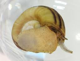 8 are assassin snails suitable for your aquarium? Giant Ramshorn Snail Care Guide Tank Size Tank Mates Diet