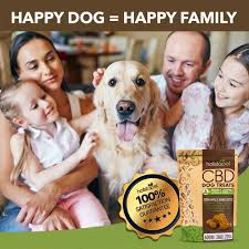 Multiple recent studies have shown that cbd can help with ptsd symptoms, such as. Best Cbd Dog Treats For Anxiety Calm Your Dog So You Can Chill