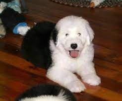 Old english sheepdog puppies for sale in east texas. Old English Sheepdog Puppies For Sale Greenfield Puppies