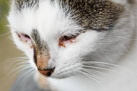 eye discharge in cats all about vision