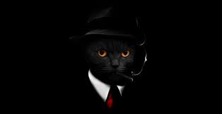 Wallpaper Black Cat In Suit Black Hat