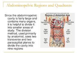 The term anterior would be used even if the hand were palm down on a table. The Human Body An Orientation Ppt Download
