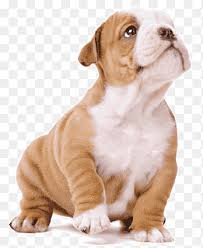 Valley bulldogs are one of the more affordable mixed dog breeds. Old English Bulldog Olde English Bulldogge Toy Bulldog Valley Bulldog Puppy Cao Cao Carnivoran Dog Like Mammal Png Pngegg