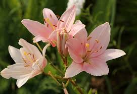 yard and garden planting lilies news