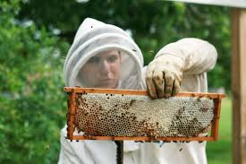 Learn the basics of beekeeping and sustaining your own hive at home, including resources on bee biology note: 8 Ways To Be A Courteous Backyard Beekeeper Backyard Beekeeping