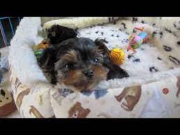 Once you own one, you are hooked! 021610 Riccio Yorkie Puppies 7 Weeks Old I Love This Video Yorkie Puppy Yorkie Yorkie Terrier